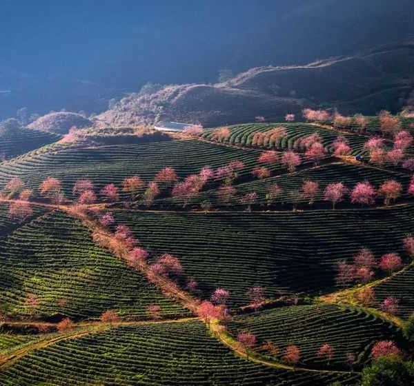 O Long Sapa Tea Hills
