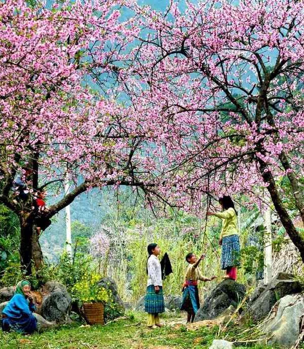 Tet Holiday