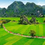 Rice fields in Ninh Binh