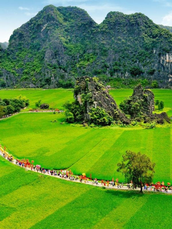Rice fields in Ninh Binh