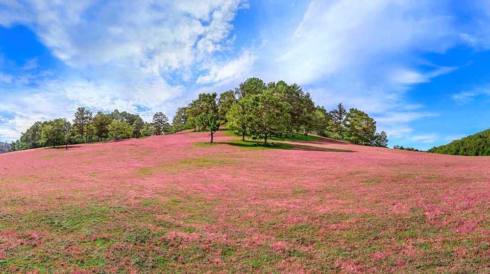 Dalat Pink Grass Hill
