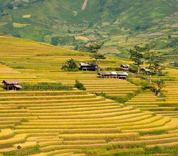 Tu Le Terrace Rice Fields, Yen Bai, Vietnam