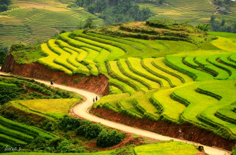 The terraced fields in Sapa, Vietnam