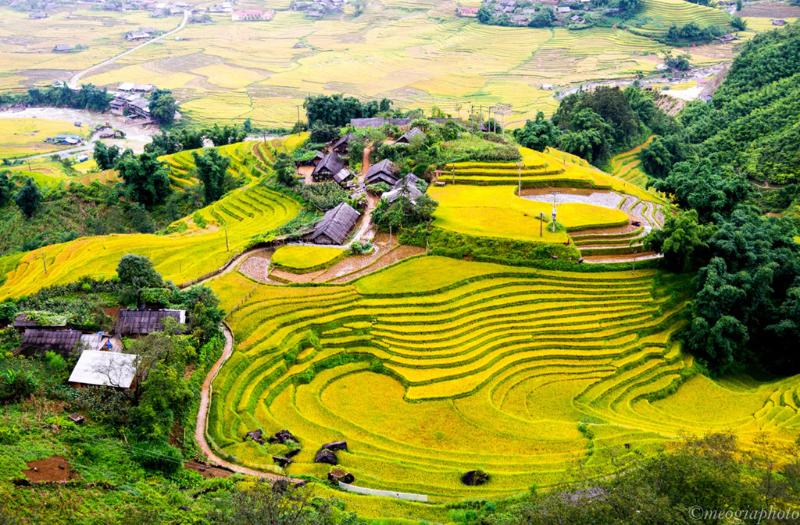 The terraced fields in Sapa, Vietnam (Best destinations to go in Vietnam national day for the traveler)