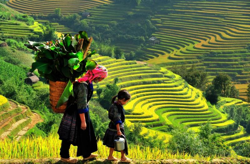 The terraced fields in Sapa, Vietnam.jpg (2)