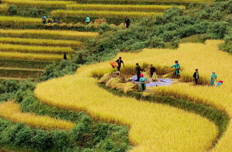The terraced fields in Sapa, Vietnam.jpg (3)