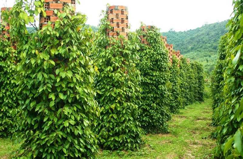 Phu Quoc pepper garden