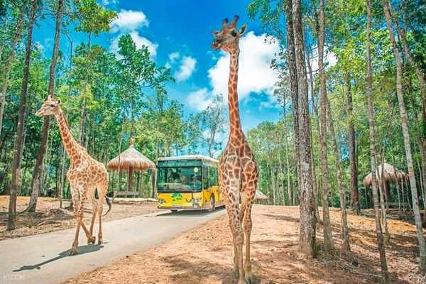 Vinpearl Safari Phu Quoc is animal care and conservation park built and designed based on the world-famous Safari model.