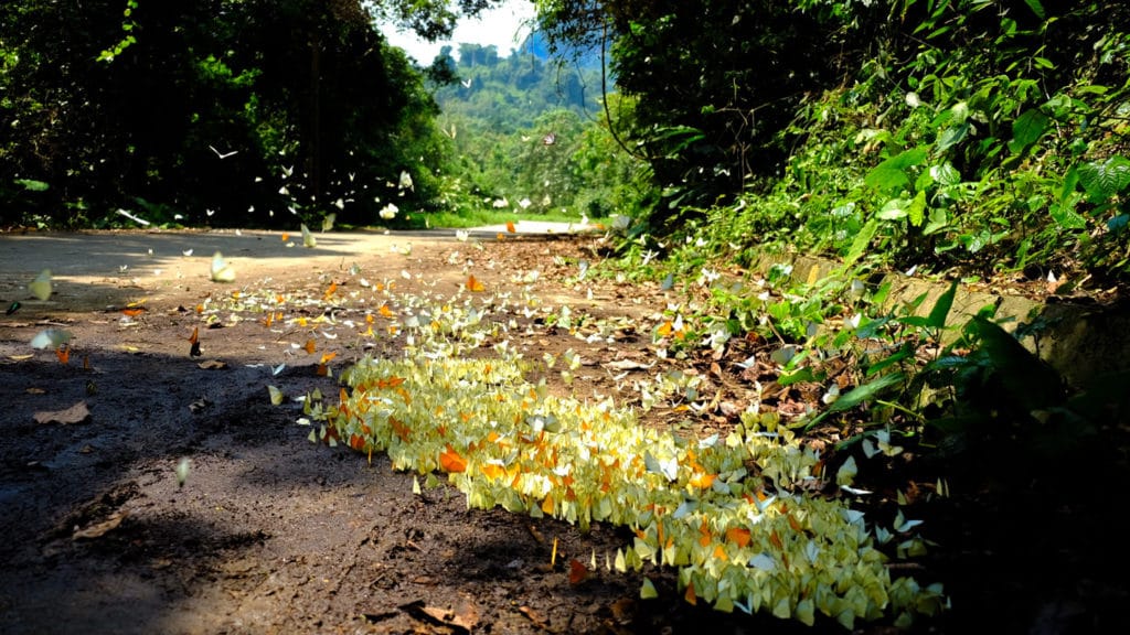 Cuc Phuong national park