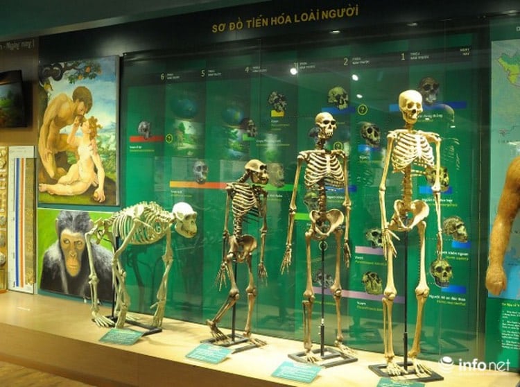 Exhibition area History of human evolution in Vietnam National Museum of Nature