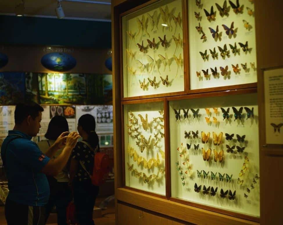 Insect display area in Vietnam National Museum of Nature