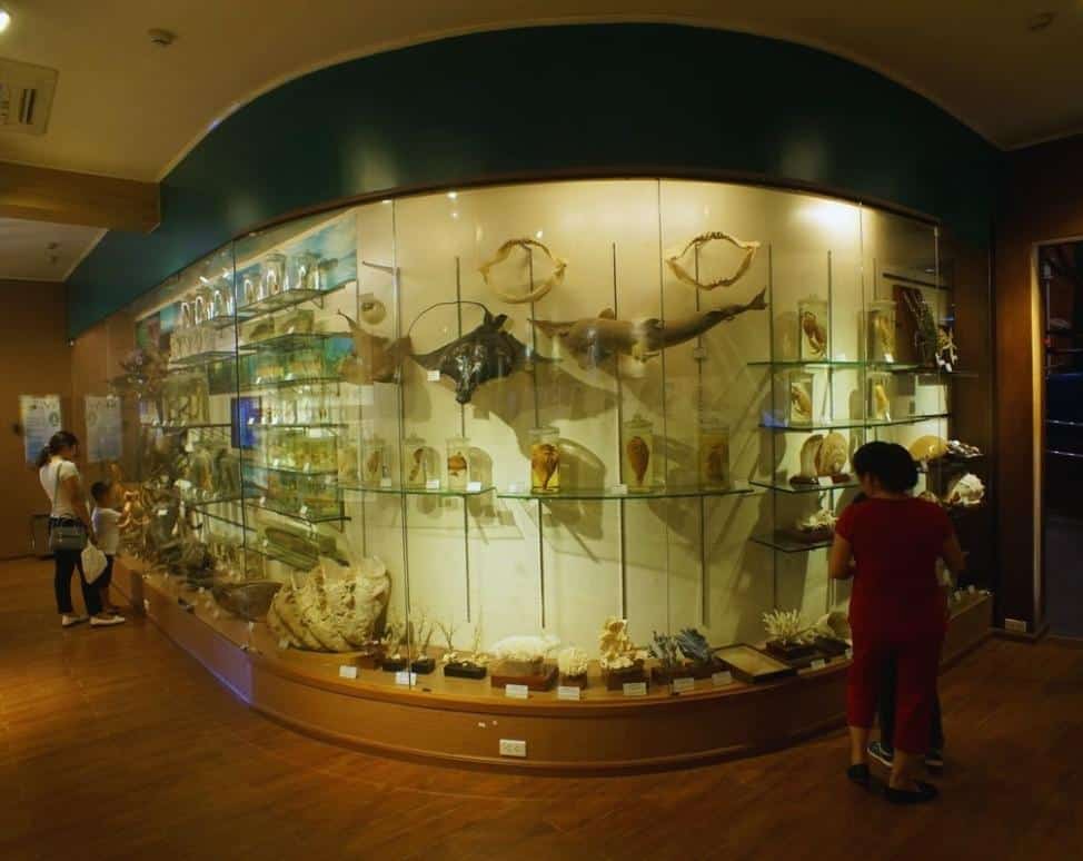 Marine life display area