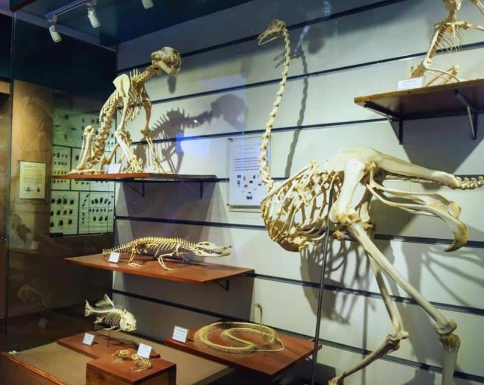 The exhibition area of animal bones in Vietnam National Museum of Nature