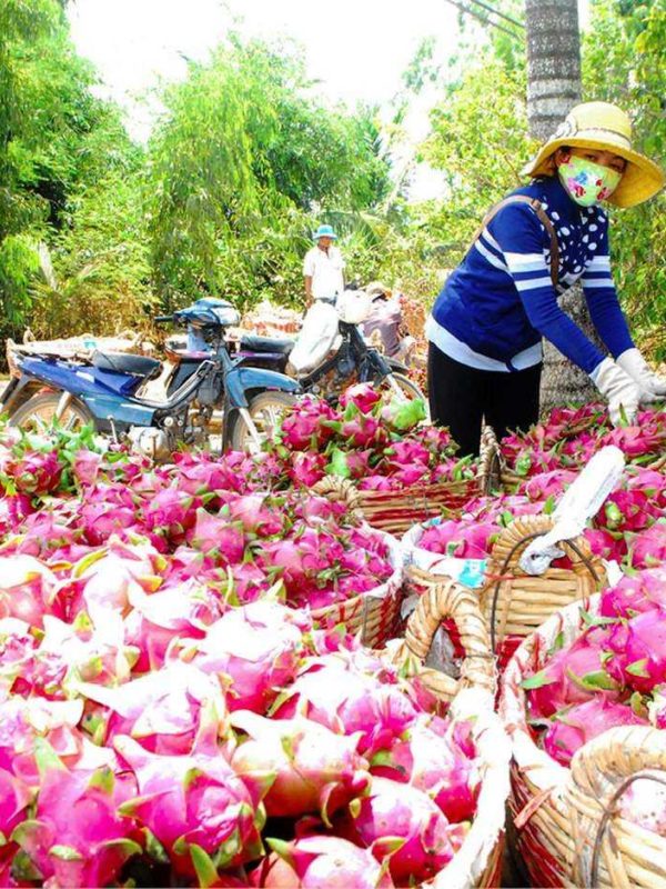 Vietnam Dragon Fruit