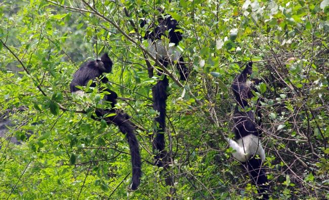 The Delacour, or Delacour's lutung, (Trachypithecus Delacour) is an extremely rare species in the world that currently only lives in this reserve. (Van Long Wetland Nature Reserve)