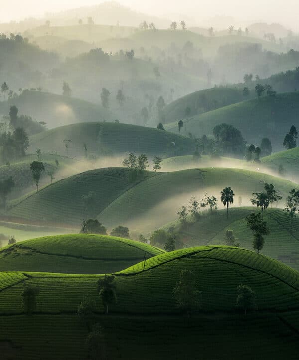 Long Coc Tea Hill (Phu Tho)
