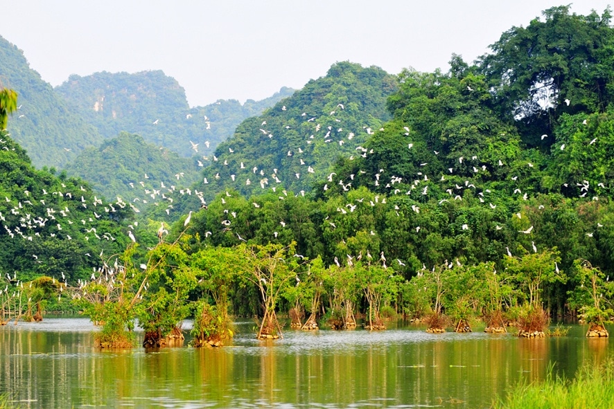 Thung Nham Bird Park (Ninh Binh, Vietnam)