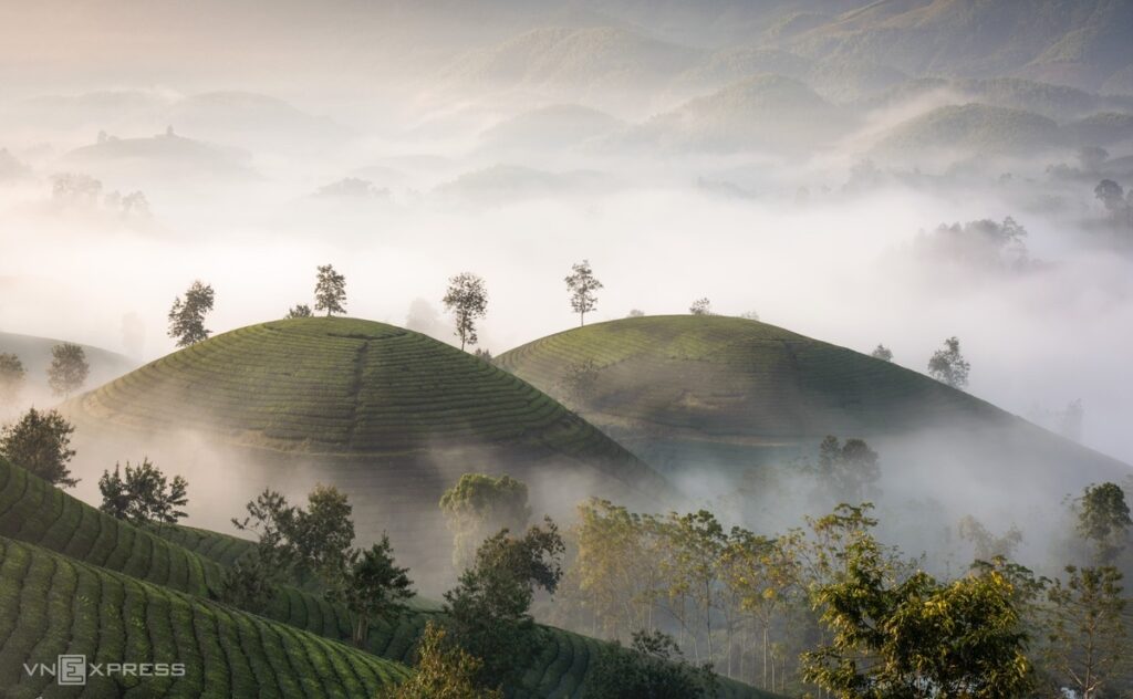  Long Coc Tea Hill (Phu Tho)