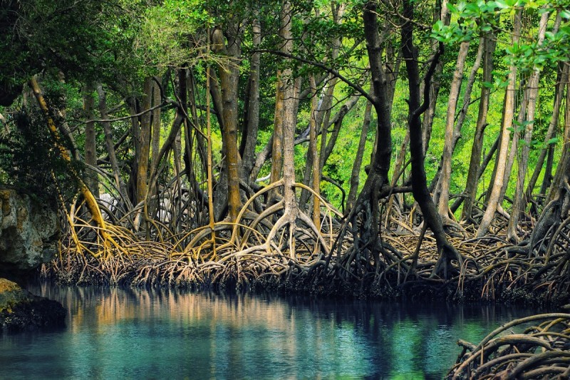 Ca Mau mangrove forest