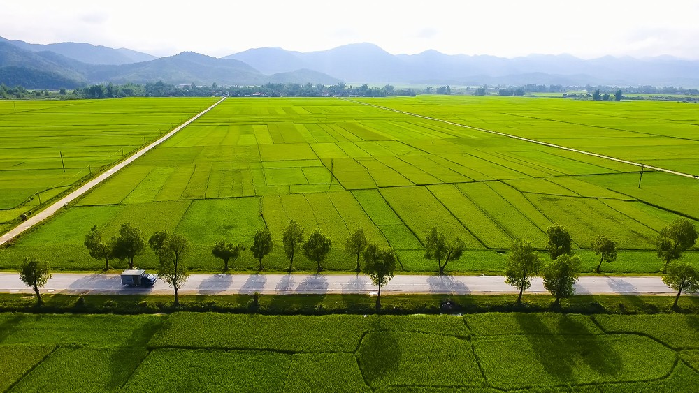 Muong Thanh fields (Dien Bien Phu)