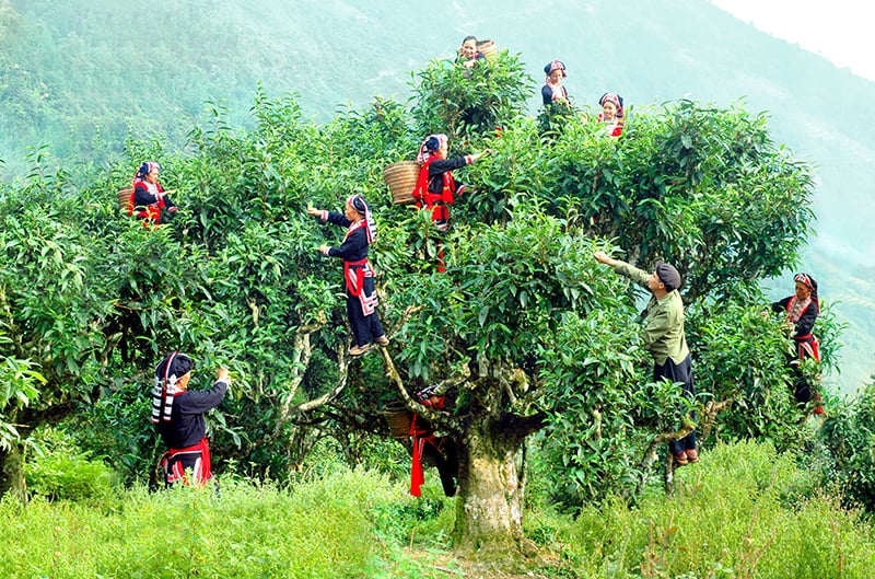 The Dao ethnic minority group in the northern mountainous province of Ha Giang are busy harvesting their first Shan Tuyet tea crop of the year.