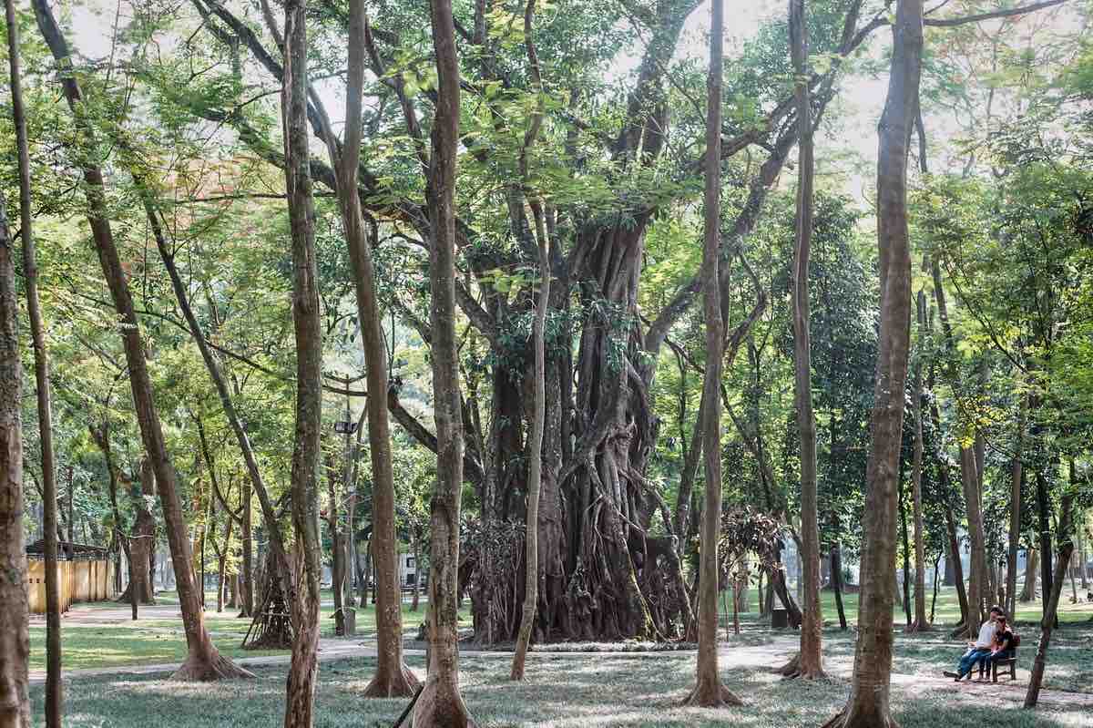 Hanoi Botanical Garden Old Tree
