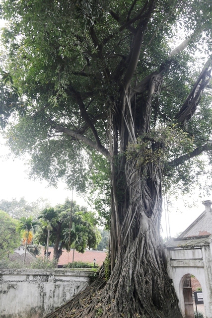 Ancient banyan tree at Temple of Literature Hanoi (Temple of Literature Hanoi)