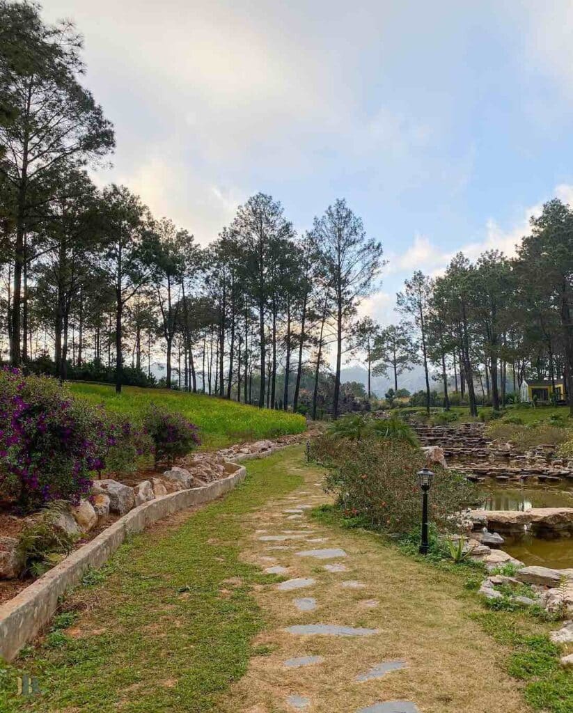 Moc Chau pine forest