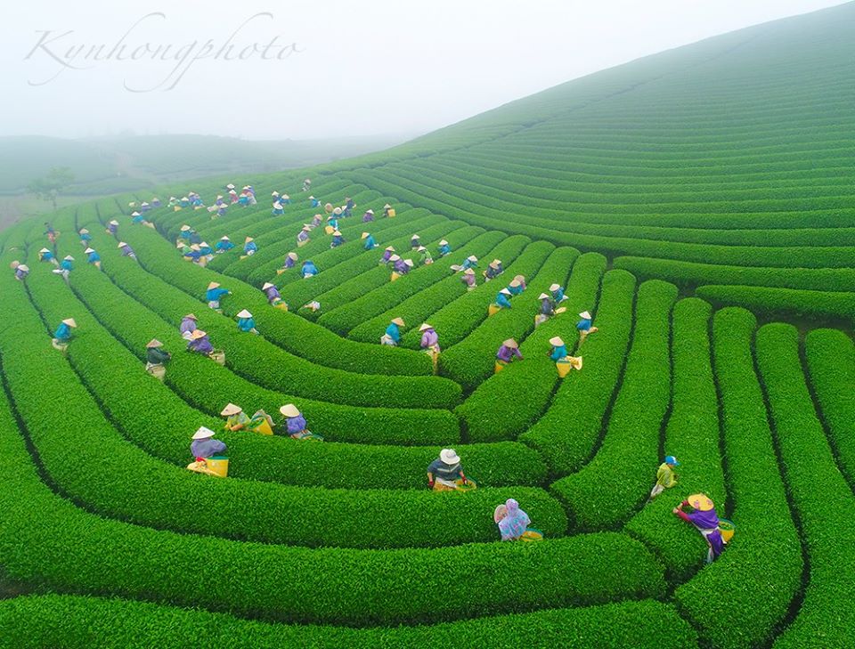 Moc Chau tea hills. Photo: Đức Kỳ.